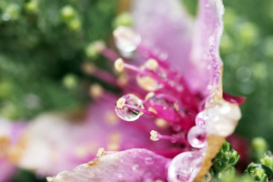 Flower Droplets2424815355 300x200 - Flower Droplets - Purple, flower, Droplets